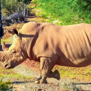 Explore Addo Adventure for 17 days with Chamaeleon and discover unforgettable experiences - Photo 3