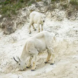 Explore Highlights of Alberta & Rockies Tour for 7 days with Discover Canada Tours and discover unforgettable experiences - Photo 3