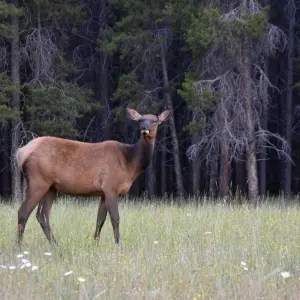 Explore Highlights of Alberta & Rockies Tour for 7 days with Discover Canada Tours and discover unforgettable experiences - Photo 7