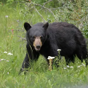 Explore Highlights of Alberta & Rockies Tour for 7 days with Discover Canada Tours and discover unforgettable experiences - Photo 8
