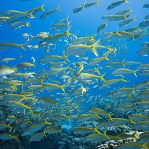 Explore Treasures of Egypt in 10 Days: Pyramids, GEM, Nile Cruise & The Red Sea for 10 days with Golden Egypt and discover unforgettable experiences - Photo 5