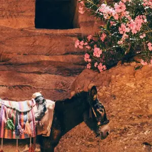 Explore 14-Day Cultural Tour: Turkey, Egypt & Jordan – Includes International Flights for 14 days with Golden Egypt and discover unforgettable experiences - Photo 9