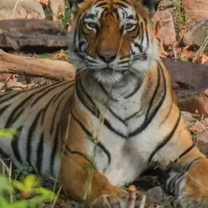 Explore 6 Days Private Luxury Best Seller Golden Triangle Tour with Wildlife Tiger & Leopard Safari and Cooking Class, for 6 days with India Golden Triangle Tours  and discover unforgettable experiences - Photo 11