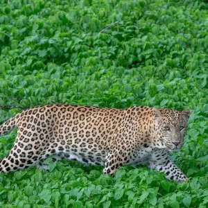 Explore 6-Days Private Luxury Golden Triangle Tour with Jhalana Leopard Safari for 6 days with India Golden Triangle Tours  and discover unforgettable experiences - Photo 6