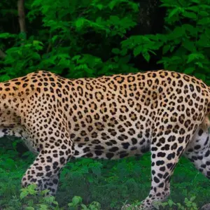 Explore 6-Days Private Luxury Golden Triangle Tour with Jhalana Leopard Safari for 6 days with India Golden Triangle Tours  and discover unforgettable experiences - Photo 11