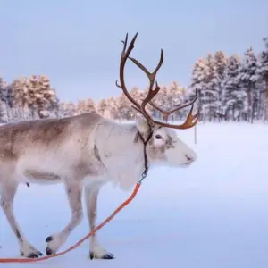 Explore Arctic dream world - ADULTS ONLY for 7 days with Inventia and discover unforgettable experiences - Photo 7