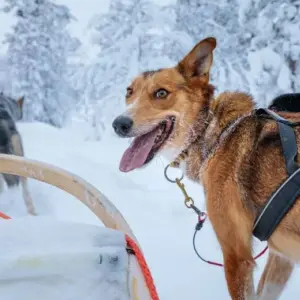 Explore Arctic experience LIGHT - ADULTS ONLY for 6 days with Inventia and discover unforgettable experiences - Photo 11