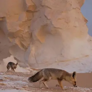 Explore Legend of Egypt - 10 Days (Cairo, Giza, White desert Camping, Aswan and Luxor Nile Cruise & Sleeper train) for 10 days with Egypt Best Holidays  and discover unforgettable experiences - Photo 4