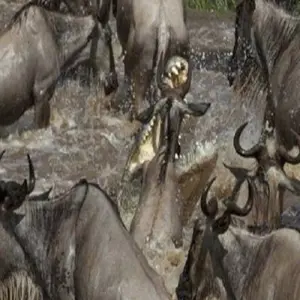 Explore Discover The World-Class 6-day Northern Serengeti Migration Safari during the Mara River Crossing in July, August and September for 6 days with Africa Natural Tours and discover unforgettable experiences - Photo 2