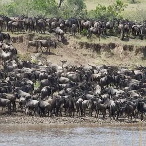 Explore Discover The 5-Day Serengeti Wildebeest Migration  Crossing The Mara River for 5 days with Africa Natural Tours and discover unforgettable experiences - Photo 10