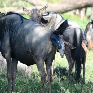 Explore 4-day Ndutu Serengeti Migration Safari for 4 days with Africa Natural Tours and discover unforgettable experiences - Photo 8