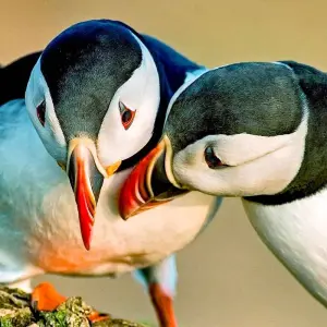 Explore Customized 5 Days Private Iceland Tour with Golden Circle for 5 days with Agate Travel and discover unforgettable experiences - Photo 6