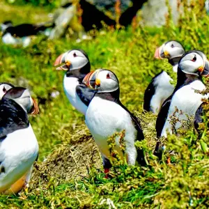 Explore Tailor-Made Private Family Trip to Iceland for 8 days with Agate Travel and discover unforgettable experiences - Photo 7