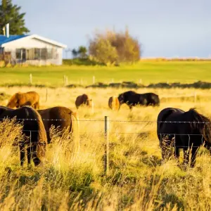 Explore Customized 5 Days Private Iceland Tour with Golden Circle for 5 days with Agate Travel and discover unforgettable experiences - Photo 8