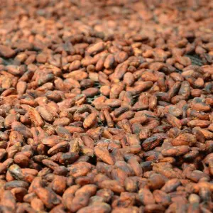 Explore Cloud Forest Safari for 5 days with Authentic Ecuador and discover unforgettable experiences - Photo 3