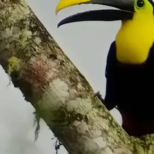 Explore Cloud Forest Safari for 5 days with Authentic Ecuador and discover unforgettable experiences - Photo 6