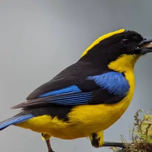 Explore Cloud Forest Safari for 5 days with Authentic Ecuador and discover unforgettable experiences - Photo 7