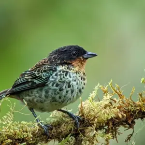 Explore Cloud Forest Safari for 5 days with Authentic Ecuador and discover unforgettable experiences - Photo 8