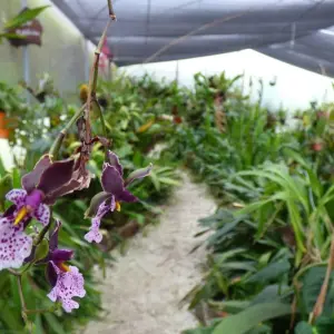 Explore Cloud Forest Safari for 5 days with Authentic Ecuador and discover unforgettable experiences - Photo 10