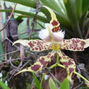 Explore Cloud Forest Safari for 5 days with Authentic Ecuador and discover unforgettable experiences - Photo 11