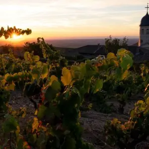 Explore Exceptional Wine Tasting Cruise in Burgundy: Beaujolais Nouveau (port-to-port cruise) - MISTRAL for 5 days with CroisiEurope River Cruises and discover unforgettable experiences - Photo 4