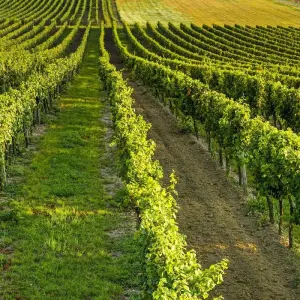 Explore Prague & South Moravia at an Easy Pace – 6 Days (UNESCO & Wine) for 6 days with Czechia-Tours and discover unforgettable experiences - Photo 9