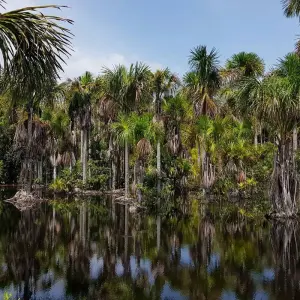 Explore Amazon Secrets - Presidente Figueiredo for 4 days with ETours Brazil DMC and discover unforgettable experiences - Photo 4