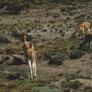 Explore 11 Days Discovering Mainland Ecuador : Nature Tour for 11 days with Ecuador Wonders and discover unforgettable experiences - Photo 2
