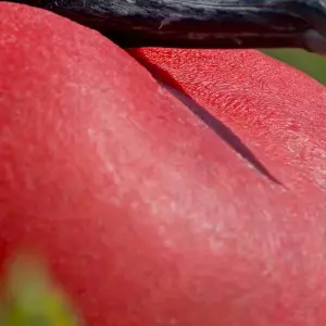 Explore Ecuador Wonders Bucket List Tour for 12 days with Ecuador Wonders and discover unforgettable experiences - Photo 3