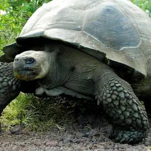 Explore Ecuador Wonders Bucket List Tour for 12 days with Ecuador Wonders and discover unforgettable experiences - Photo 4