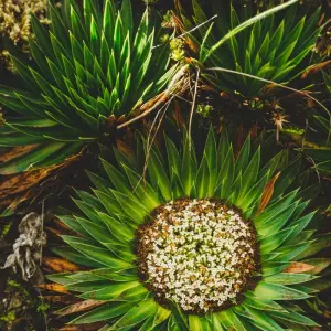 Explore 11 Days Discovering Mainland Ecuador : Nature Tour for 11 days with Ecuador Wonders and discover unforgettable experiences - Photo 10