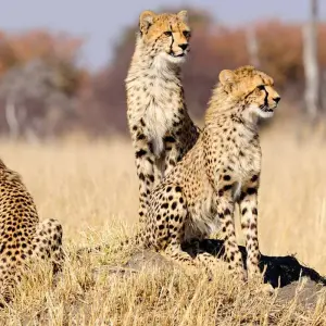 Explore Zimbabwe and Botswana Wildlife Safari for 14 days with Explore! and discover unforgettable experiences - Photo 11