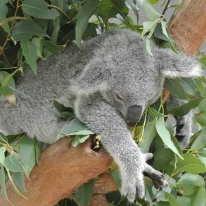 Explore Kuranda Scenic Rail and Skyrail ex Cairns (Scenic Rail And Skyrail, Start Cairns, Day Tour) for 1 days with AAT Kings and discover unforgettable experiences - Photo 3