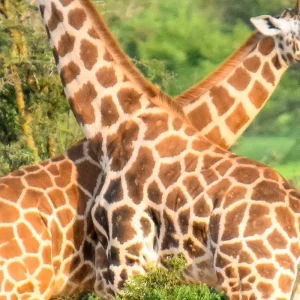 Explore Discover Your Comprehensive Guide to 3 Days Private Budget Nyerere Safari in Tanzania from Zanzibar for 3 days with Africa Natural Tours and discover unforgettable experiences - Photo 4