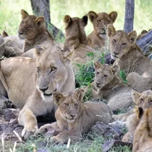 Explore Discover Your Comprehensive Guide to 3 Days Private Budget Nyerere Safari in Tanzania from Zanzibar for 3 days with Africa Natural Tours and discover unforgettable experiences - Photo 6