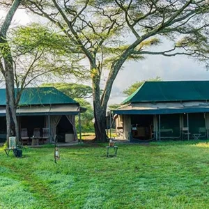 Explore Discover the World’s Top Best and Classic 6-Day Private Safari from Tanzania to Kenya for 6 days with Africa Natural Tours and discover unforgettable experiences - Photo 10