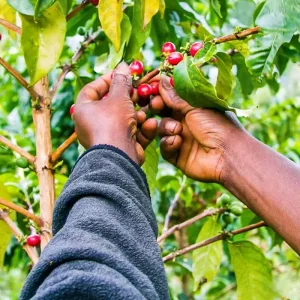 Explore Tailor-Made 13 Days Best Nicaragua Tour with Daily Departure for 13 days with Agate Travel and discover unforgettable experiences - Photo 7