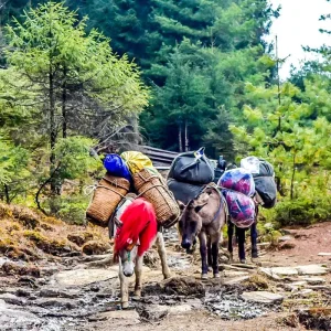 Explore Tailor-Made 4 Days Bhutan Hiking, Daily Departure & Private Guide for 4 days with Agate Travel and discover unforgettable experiences - Photo 11