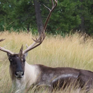 Explore Yukon Summer Dream | Active Summer Adventure for 5 days with Arctic Range Adventure and discover unforgettable experiences - Photo 3