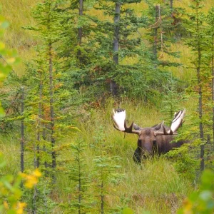 Explore Yukon Summer Dream | Active Summer Adventure for 5 days with Arctic Range Adventure and discover unforgettable experiences - Photo 5