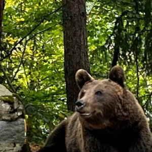 Explore Thrilling Transylvania Adventure: Discover Dracula's Castles & Fortresses, Encounter Wild Brown Bears on the Top Gear Transfagarasan Road for 3 days with Business Trans Protocol and discover unforgettable experiences - Photo 11