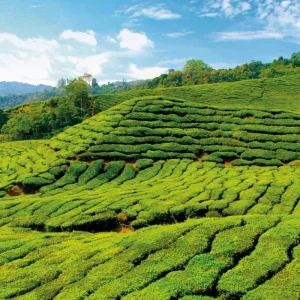 Explore Cameron Highlands nature experience (superior option, from/to Kuala Lumpur) for 3 days with DERTOUR and discover unforgettable experiences - Photo 2