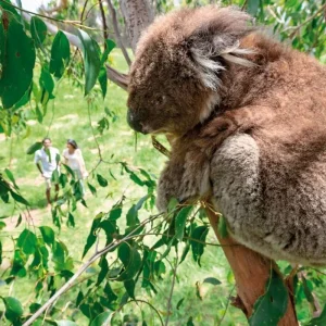 Explore Experience Melbourne (4 destinations) for 5 days with DERTOUR and discover unforgettable experiences - Photo 3