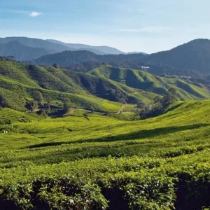 Explore Cameron Highlands nature experience (superior option, from/to Kuala Lumpur) for 3 days with DERTOUR and discover unforgettable experiences - Photo 3