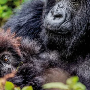 Explore Experience gorillas up close for 4 days with DERTOUR and discover unforgettable experiences - Photo 2
