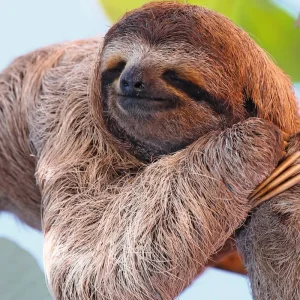 Explore Costa Rica for little explorers for 9 days with DERTOUR and discover unforgettable experiences - Photo 4