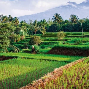 Explore Bali intensive (group tour) for 4 days with DERTOUR and discover unforgettable experiences - Photo 3