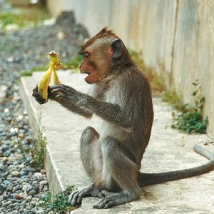 Explore Bali intensive (group tour) for 4 days with DERTOUR and discover unforgettable experiences - Photo 4