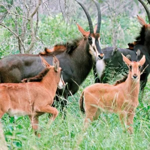 Explore Adventure Hwange National Park for 4 days with DERTOUR and discover unforgettable experiences - Photo 2