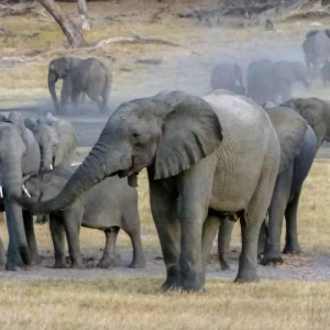 Explore Adventure Hwange National Park for 4 days with DERTOUR and discover unforgettable experiences - Photo 3